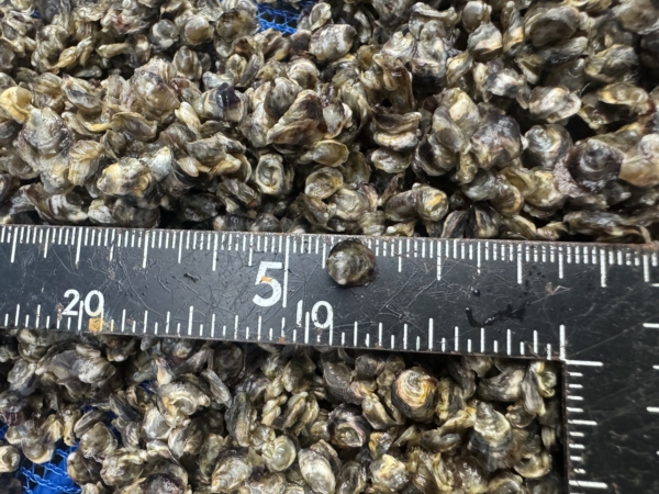 三倍体シングルシード　自船ブランド牡蠣　「秋月（しゅうげつ）」　　　　始動！の画像