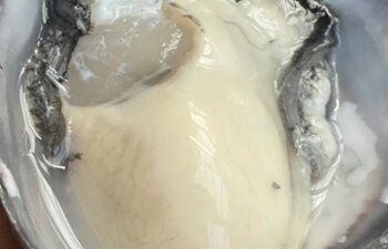 「春花秋月」販売スタート致します。のイメージ